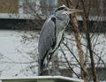 2008-1101_Heron_1030_6